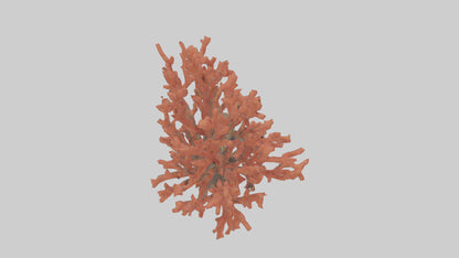 3D model Coral tree model VR / AR / low-poly