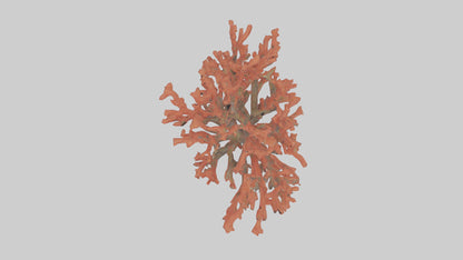3D model Coral tree model VR / AR / low-poly