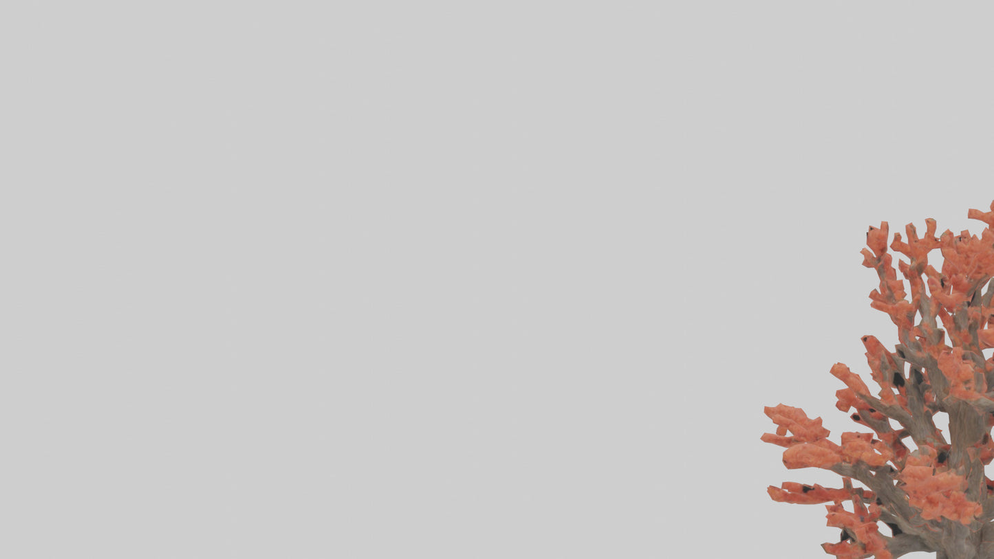 3D model Coral tree model VR / AR / low-poly