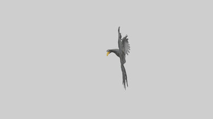 Cormorant Wings Model VR / AR / low-poly