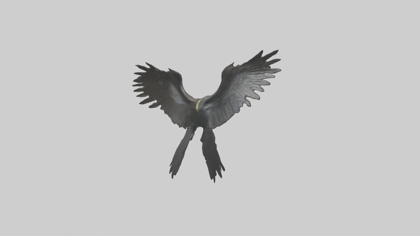 Cormorant Wings Model VR / AR / low-poly