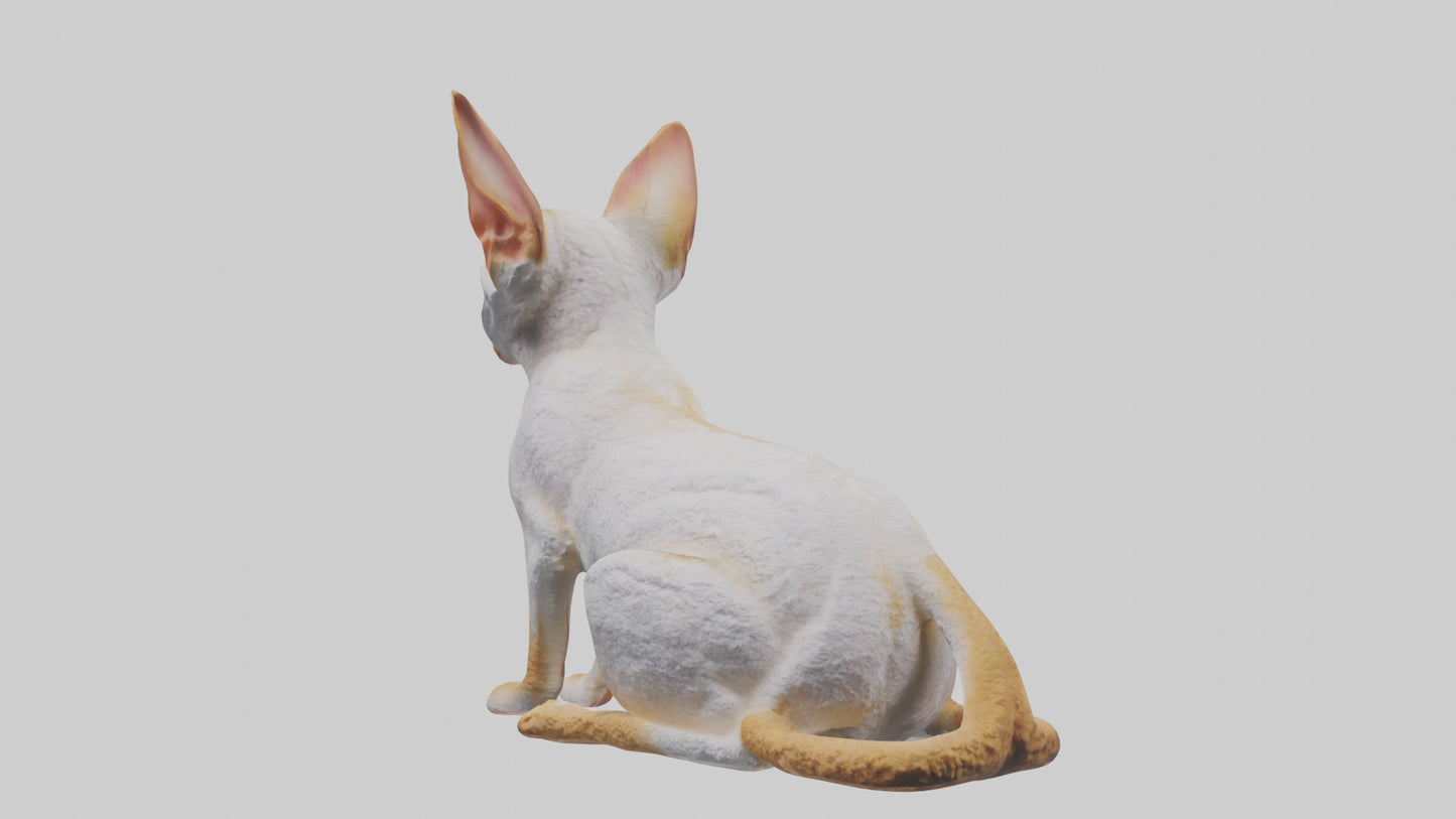 Cornish Rex statue model VR / AR / low-poly