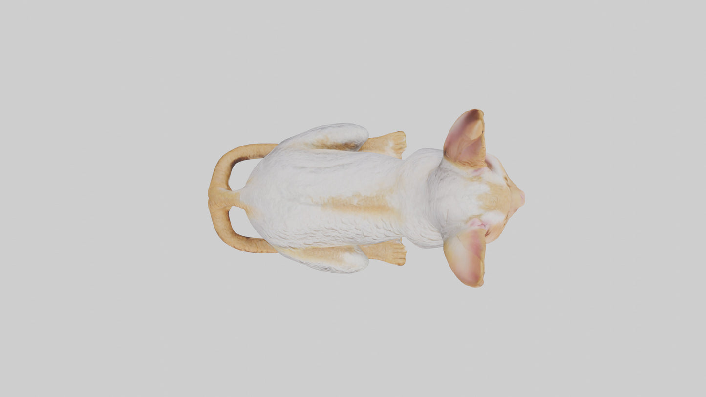 Cornish Rex statue model VR / AR / low-poly
