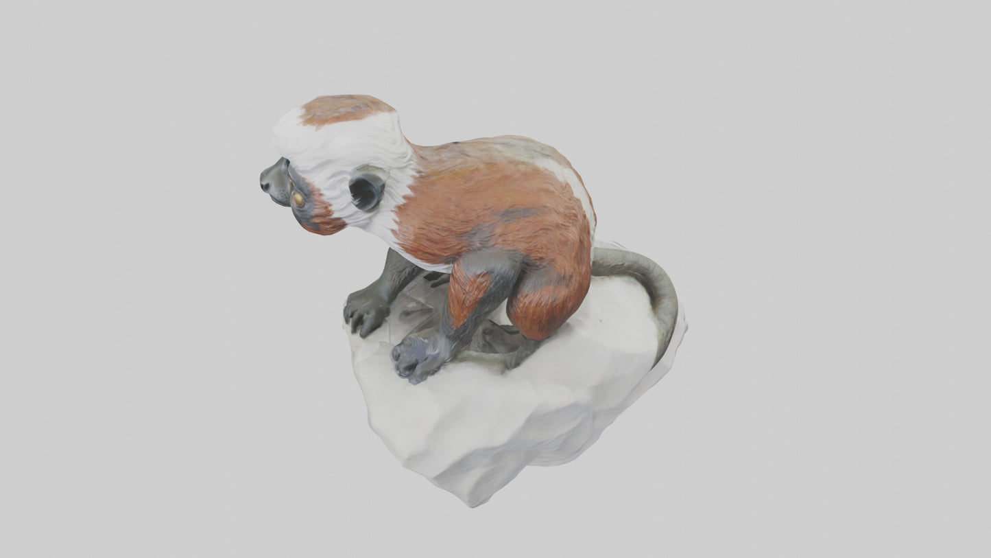 Cottontop Tamarin statue model 3D model