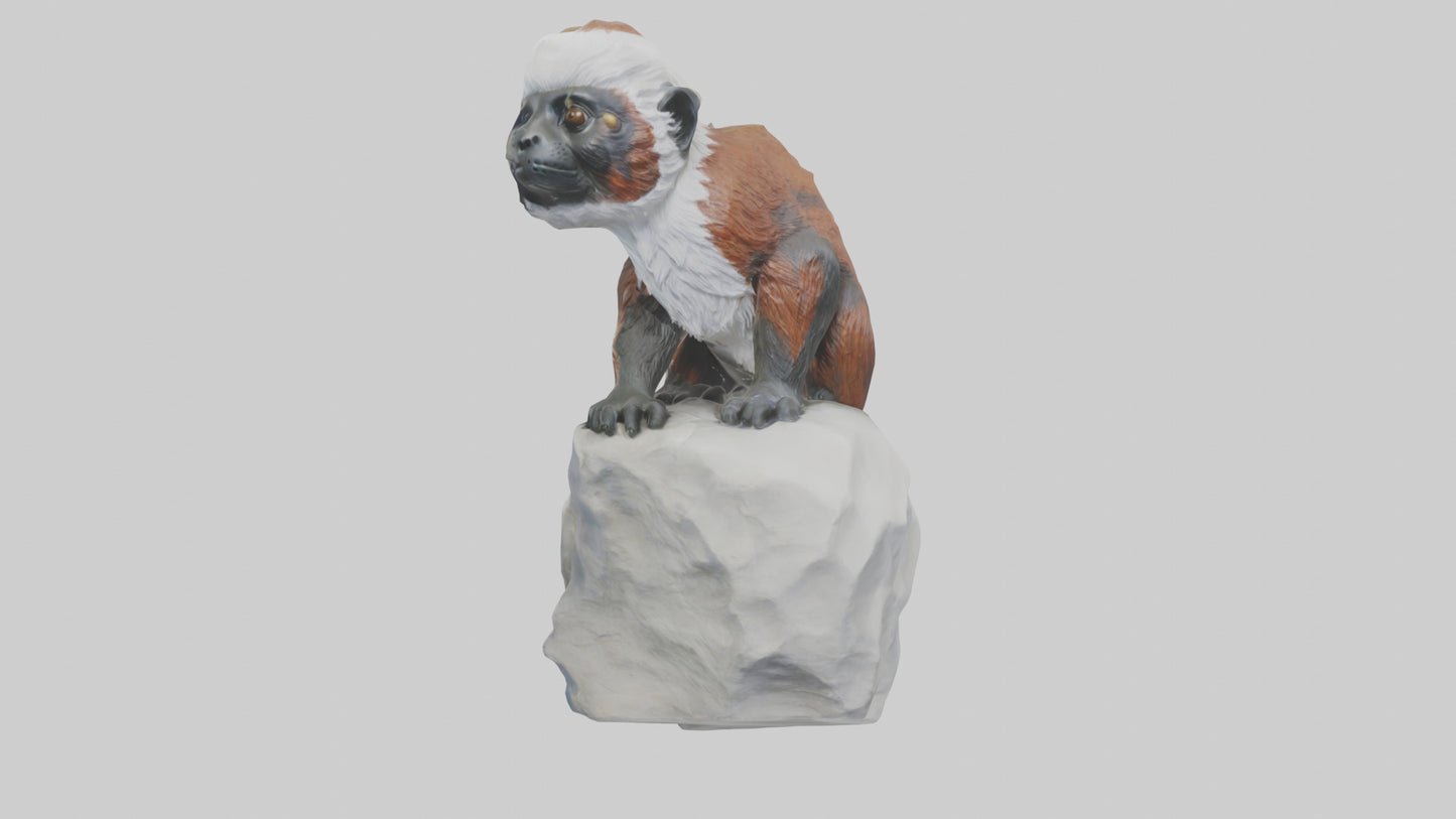 Cottontop Tamarin statue model 3D model