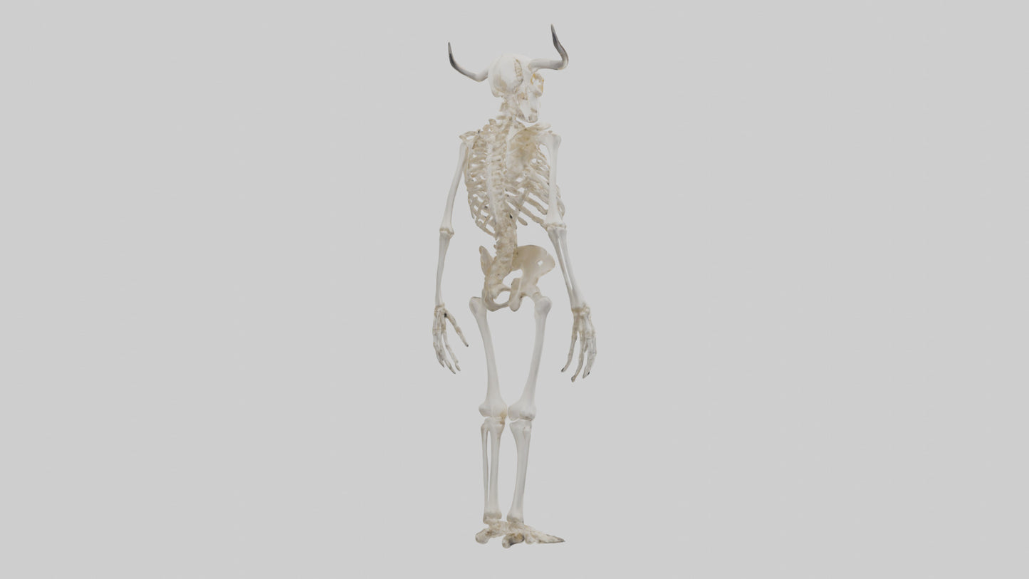 3D model Cow Skeleton model VR / AR / low-poly