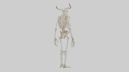 3D model Cow Skeleton model VR / AR / low-poly