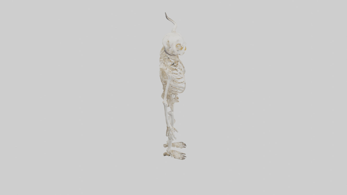 3D model Cow Skeleton model VR / AR / low-poly