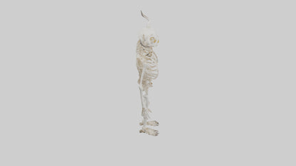3D model Cow Skeleton model VR / AR / low-poly