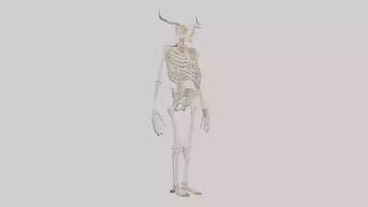 3D model Cow Skeleton model VR / AR / low-poly