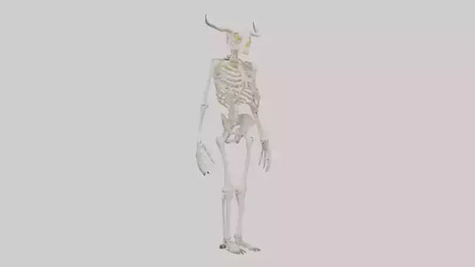 3D model Cow Skeleton model VR / AR / low-poly