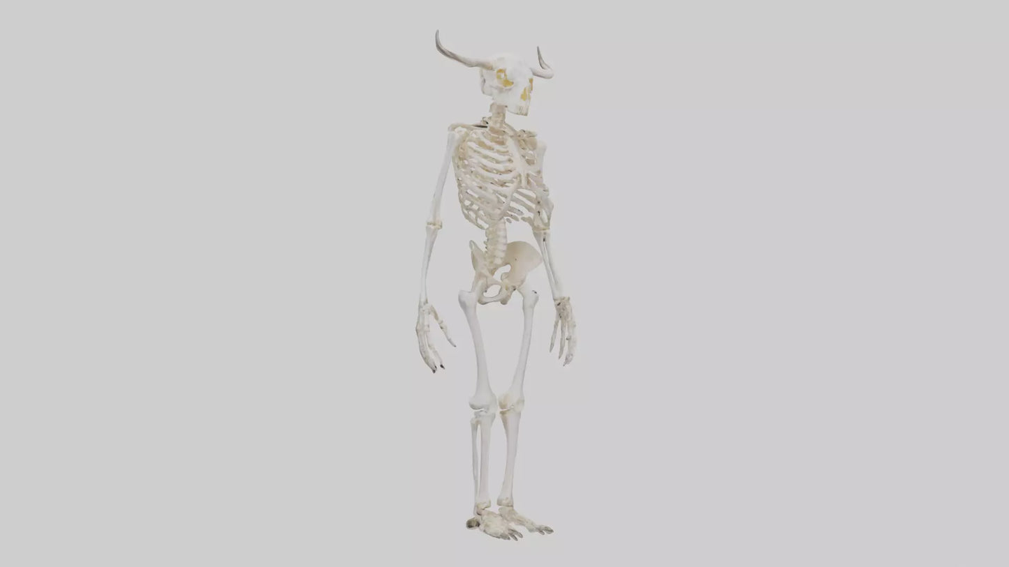 3D model Cow Skeleton model VR / AR / low-poly