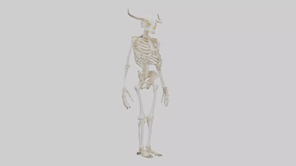 3D model Cow Skeleton model VR / AR / low-poly