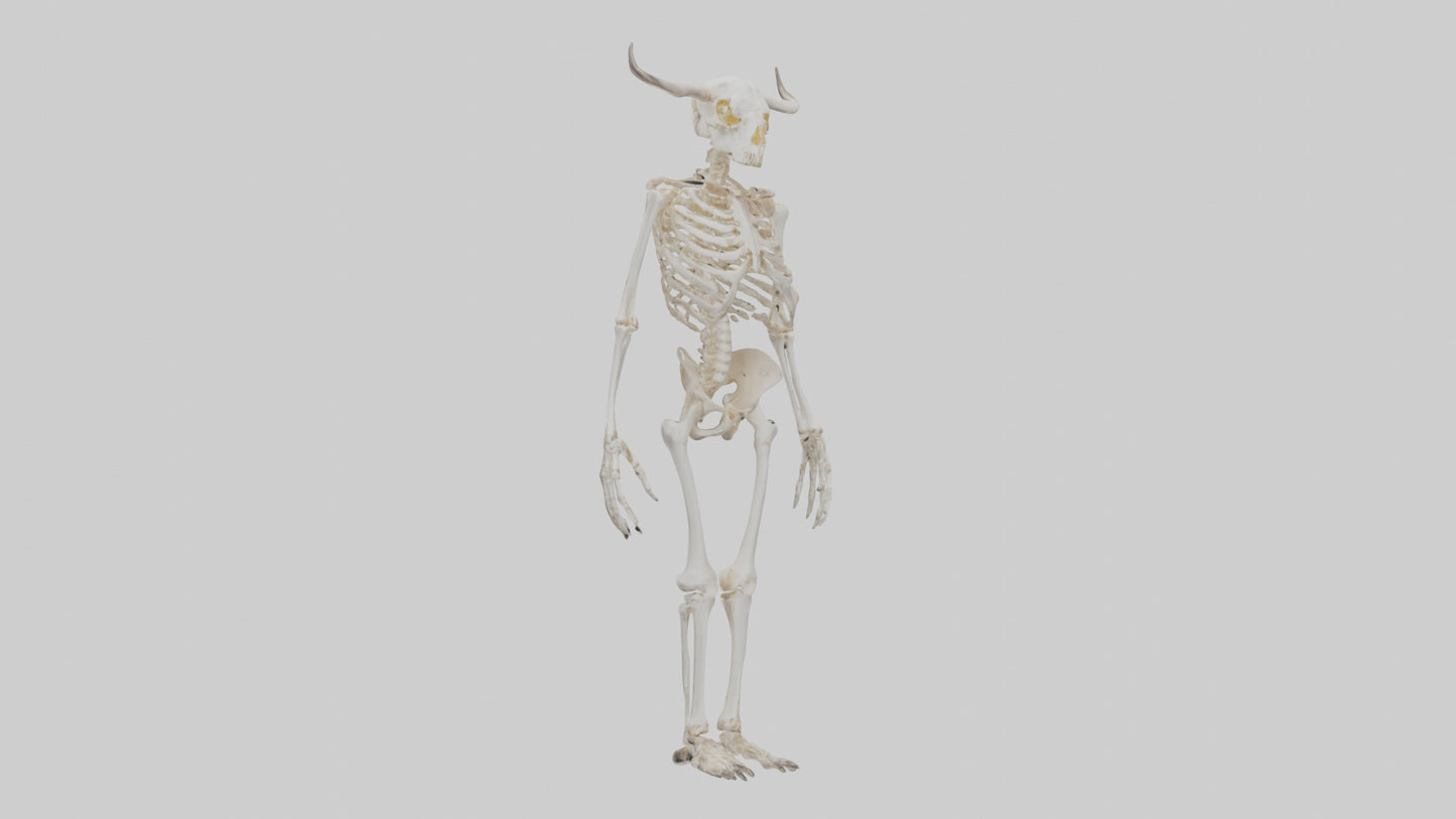 3D model Cow Skeleton model VR / AR / low-poly