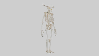 3D model Cow Skeleton model VR / AR / low-poly