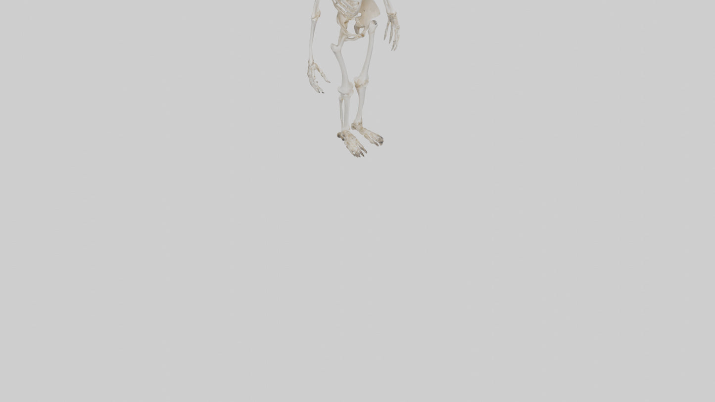 3D model Cow Skeleton model VR / AR / low-poly
