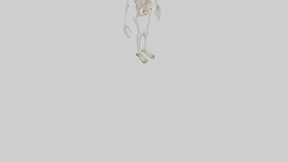 3D model Cow Skeleton model VR / AR / low-poly
