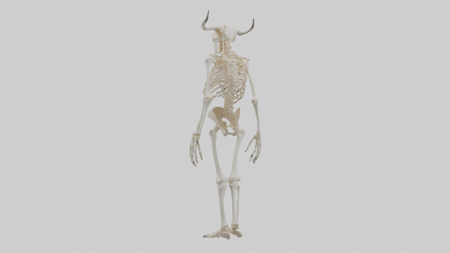 3D model Cow Skeleton model VR / AR / low-poly