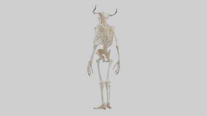 3D model Cow Skeleton model VR / AR / low-poly