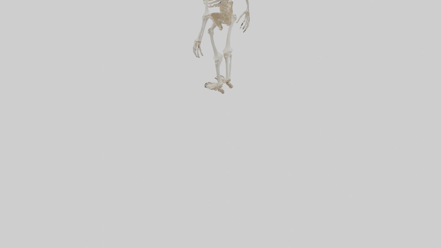 3D model Cow Skeleton model VR / AR / low-poly