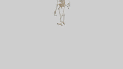 3D model Cow Skeleton model VR / AR / low-poly