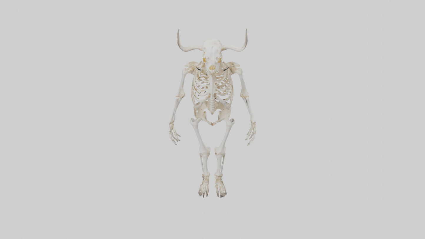 3D model Cow Skeleton model VR / AR / low-poly
