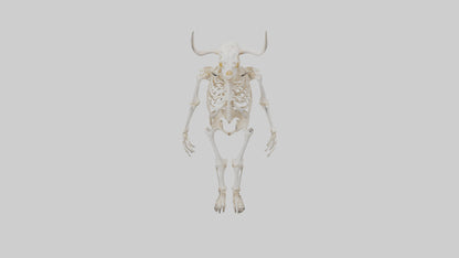 3D model Cow Skeleton model VR / AR / low-poly