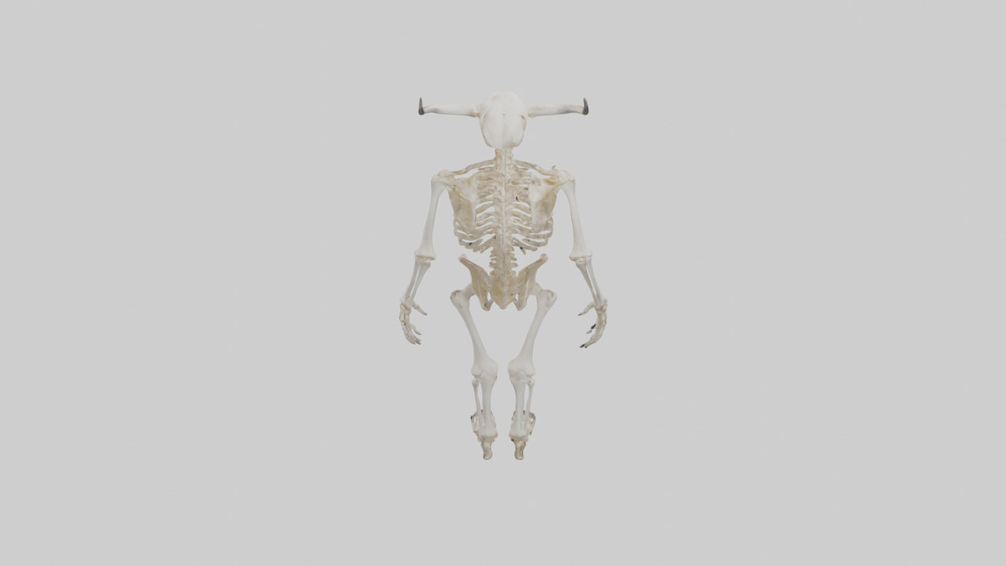 3D model Cow Skeleton model VR / AR / low-poly