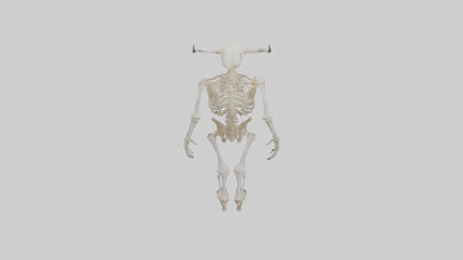 3D model Cow Skeleton model VR / AR / low-poly