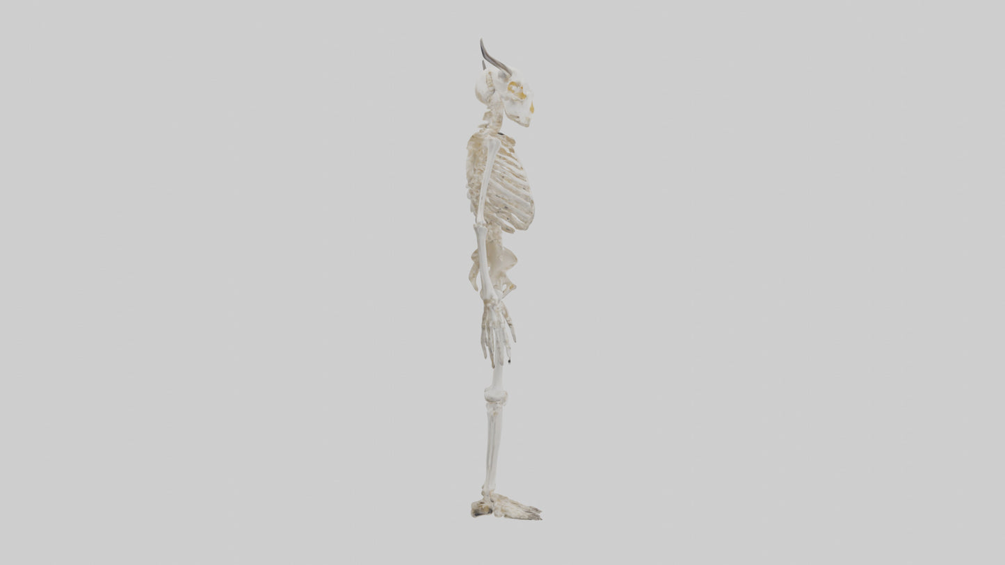 3D model Cow Skeleton model VR / AR / low-poly