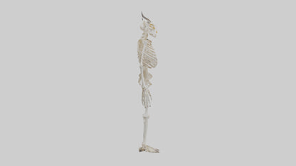 3D model Cow Skeleton model VR / AR / low-poly