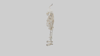 3D model Cow Skeleton model VR / AR / low-poly