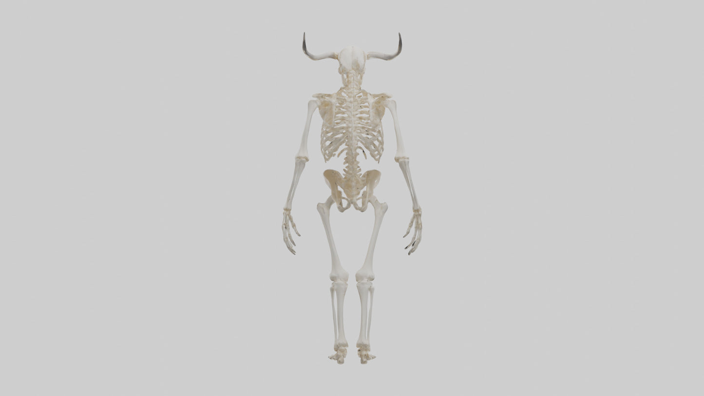 3D model Cow Skeleton model VR / AR / low-poly