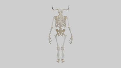 3D model Cow Skeleton model VR / AR / low-poly