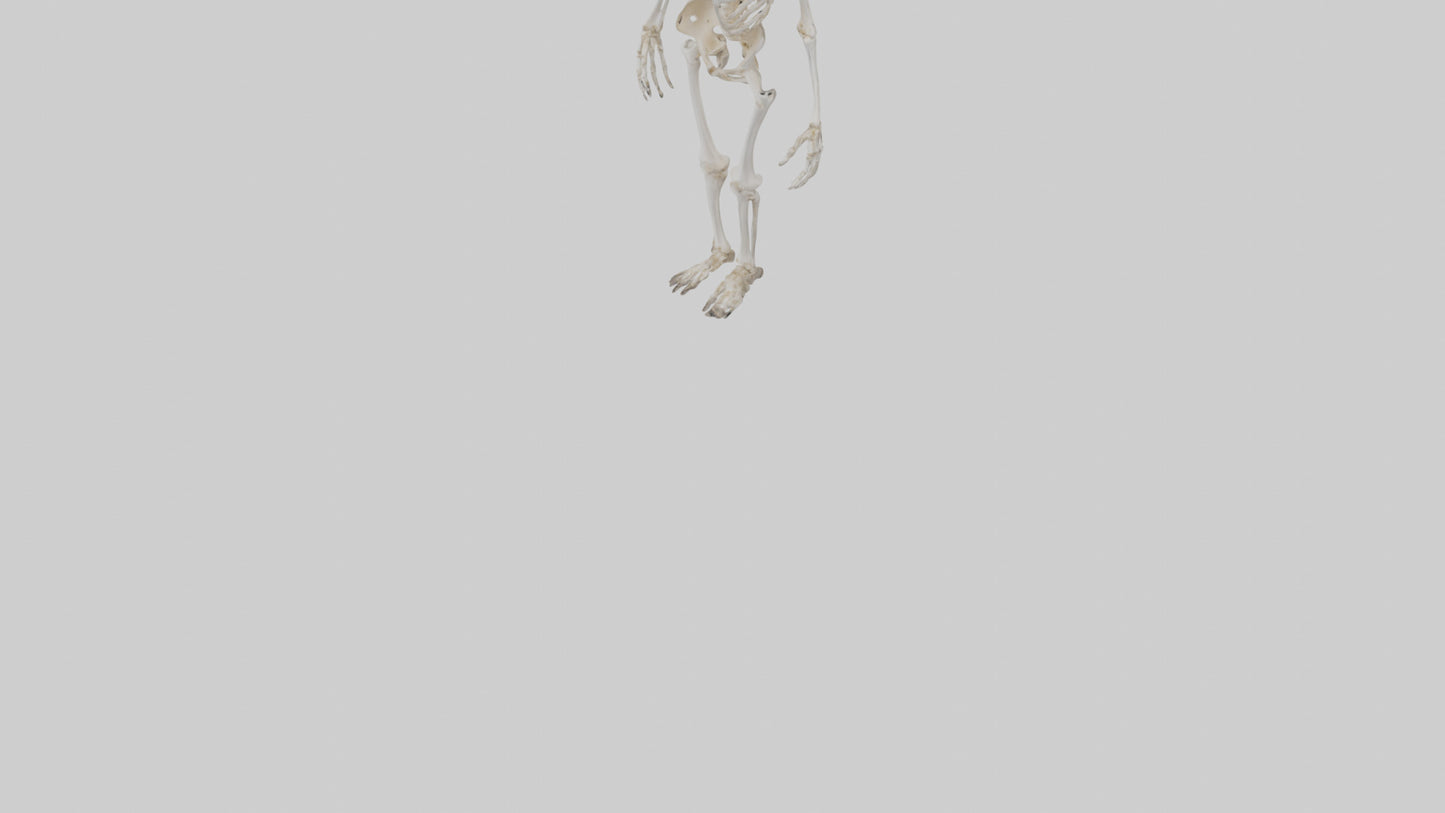 3D model Cow Skeleton model VR / AR / low-poly