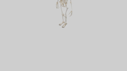 3D model Cow Skeleton model VR / AR / low-poly