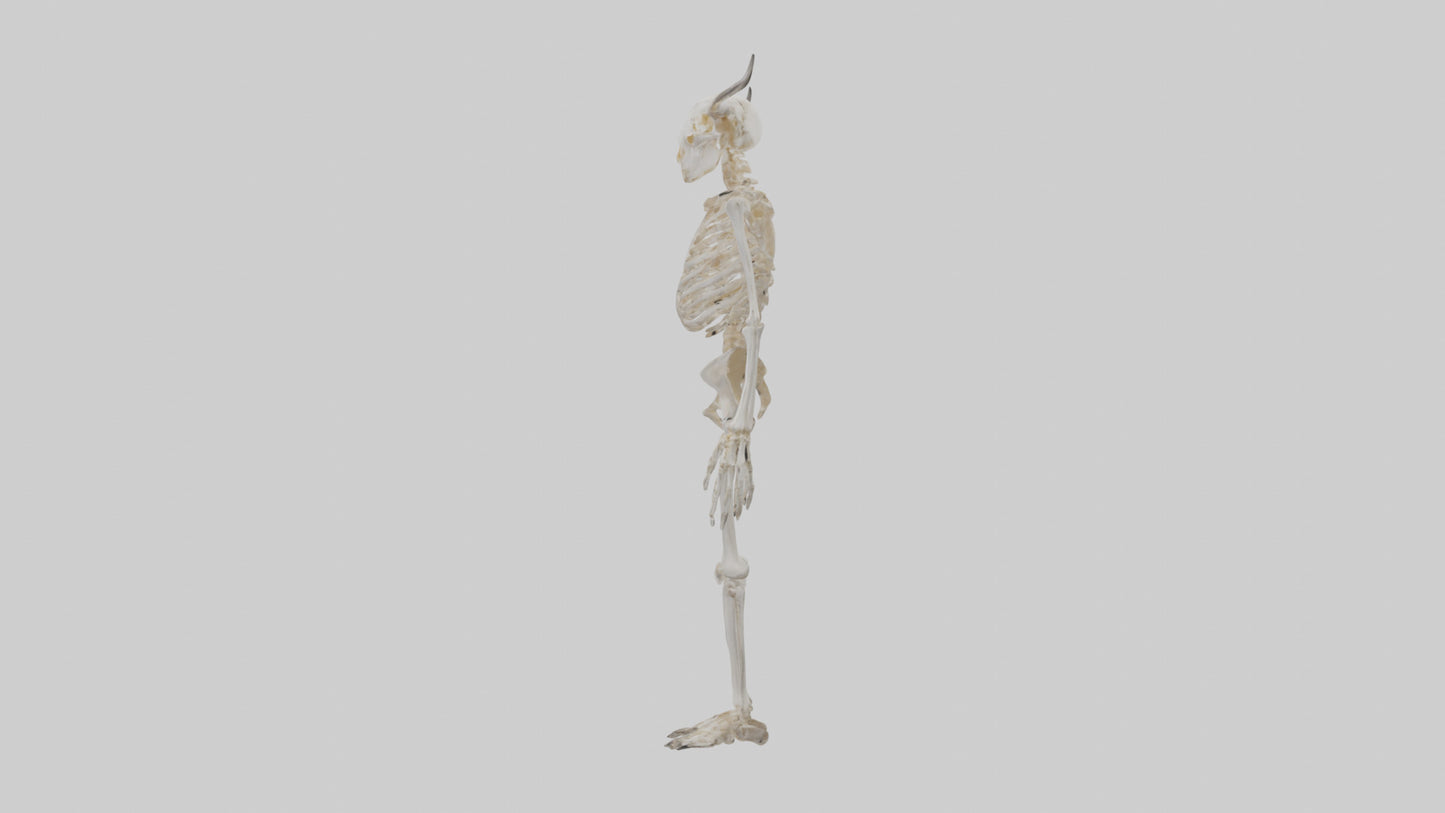 3D model Cow Skeleton model VR / AR / low-poly