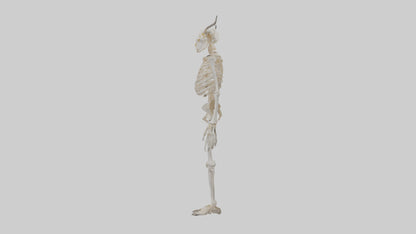 3D model Cow Skeleton model VR / AR / low-poly