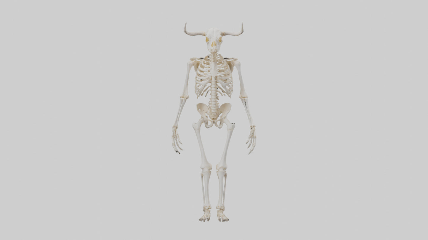 3D model Cow Skeleton model VR / AR / low-poly
