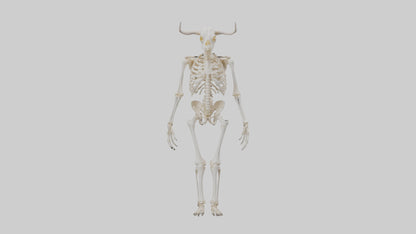 3D model Cow Skeleton model VR / AR / low-poly