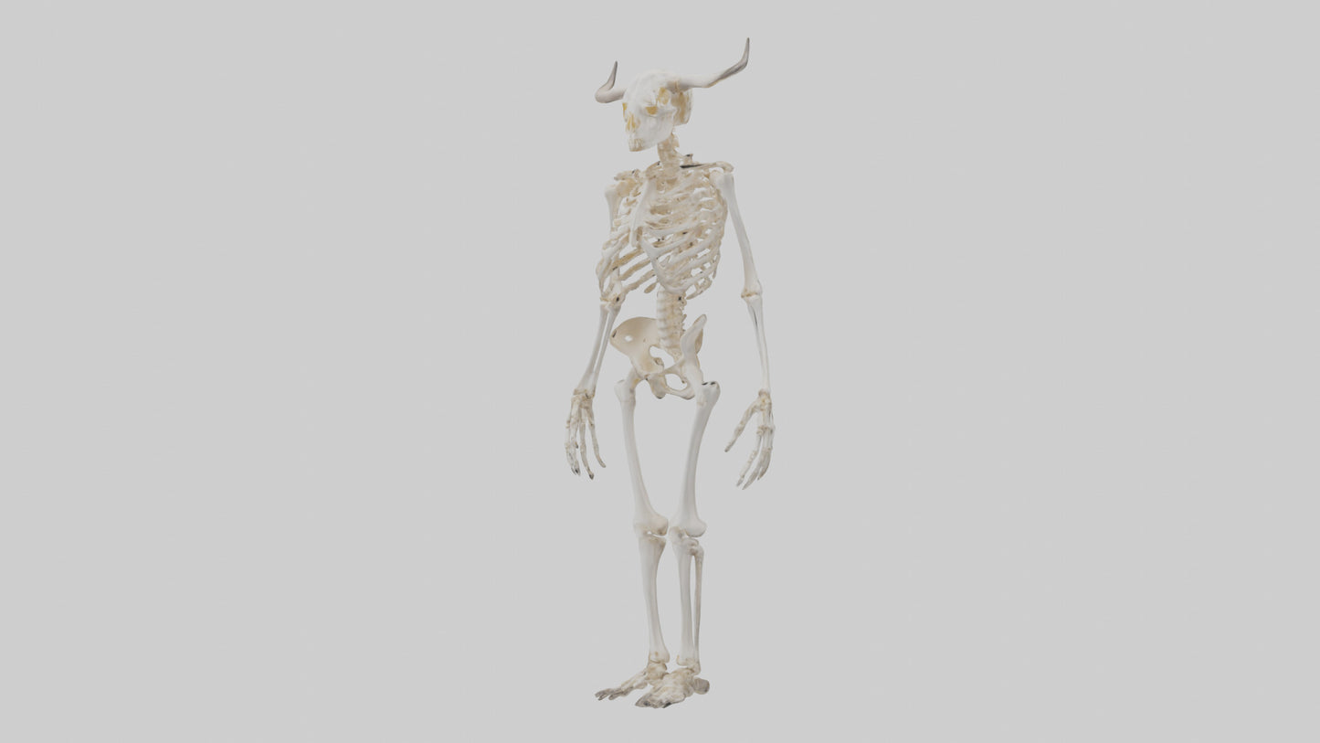 3D model Cow Skeleton model VR / AR / low-poly