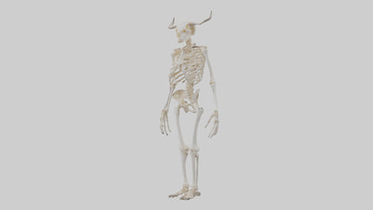 3D model Cow Skeleton model VR / AR / low-poly