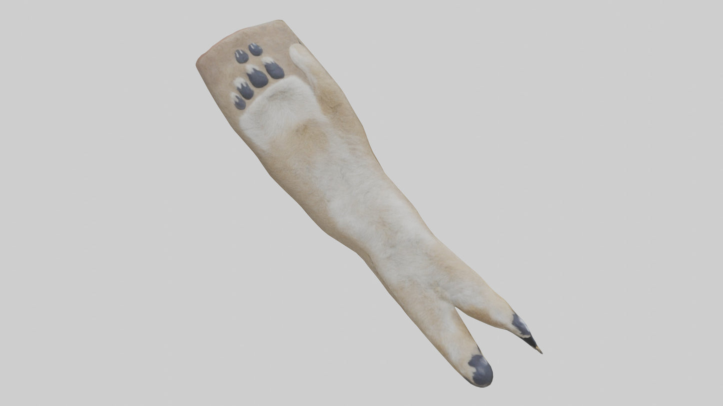 3D model Coyote Paws VR / AR / low-poly