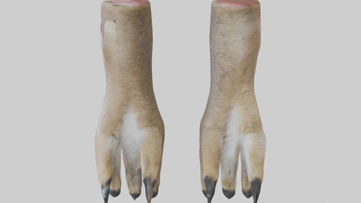 3D model Coyote Paws VR / AR / low-poly