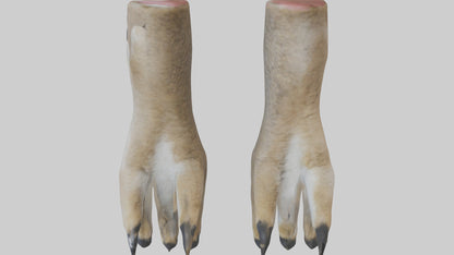 3D model Coyote Paws VR / AR / low-poly