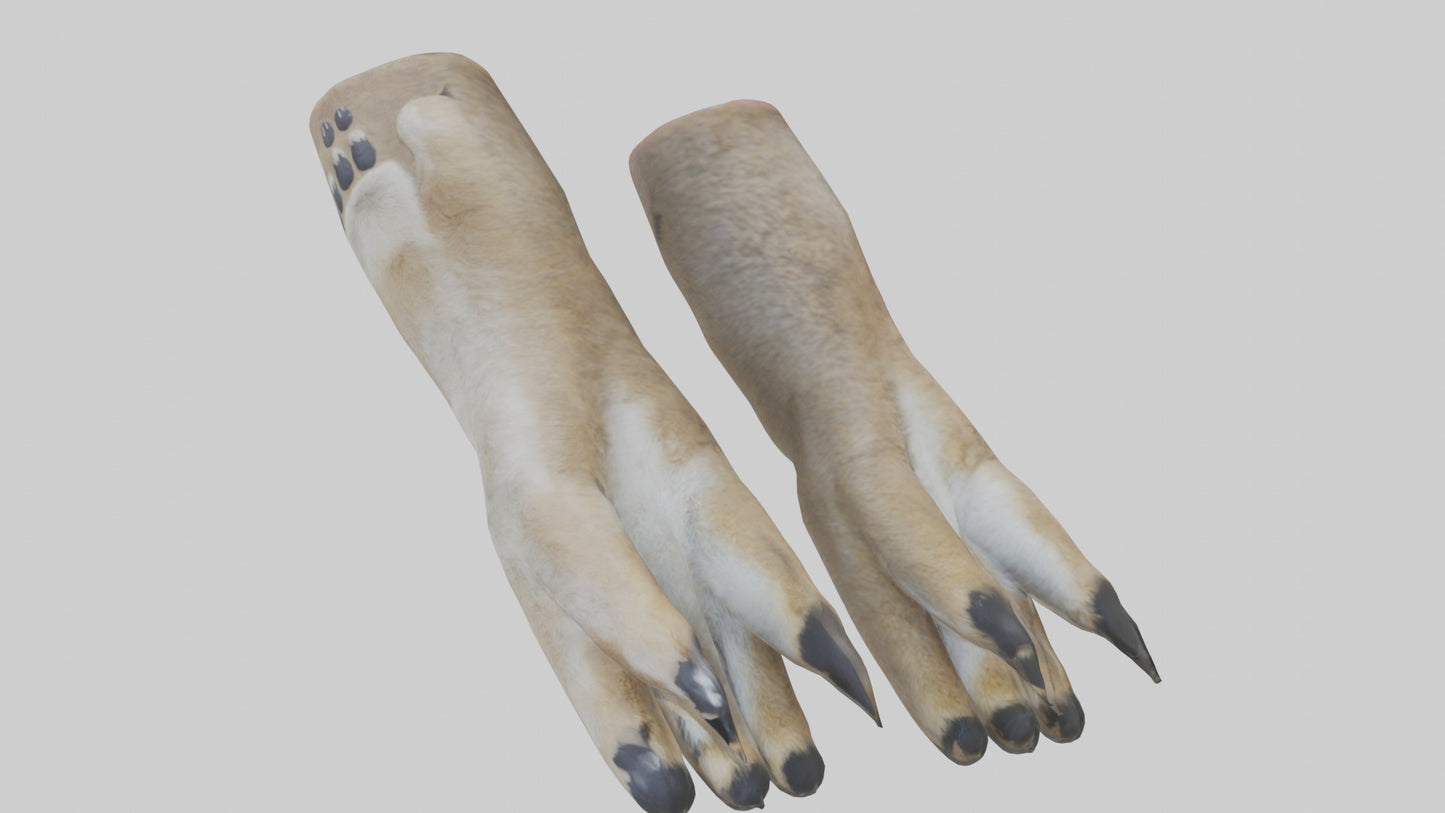 3D model Coyote Paws VR / AR / low-poly