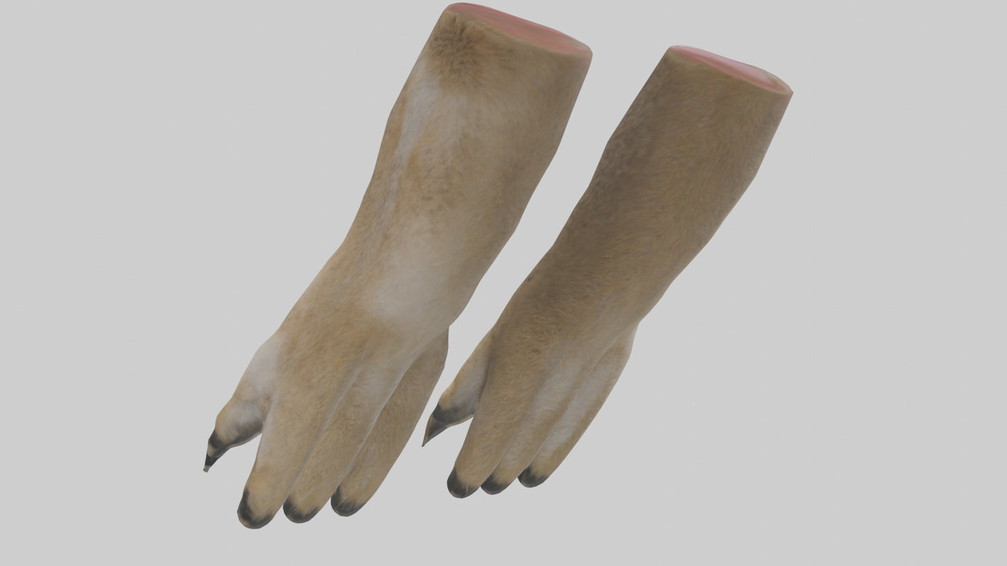 3D model Coyote Paws VR / AR / low-poly