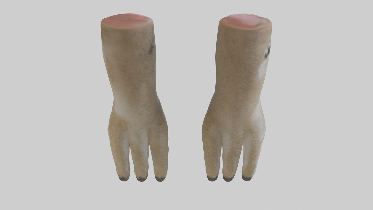 3D model Coyote Paws VR / AR / low-poly