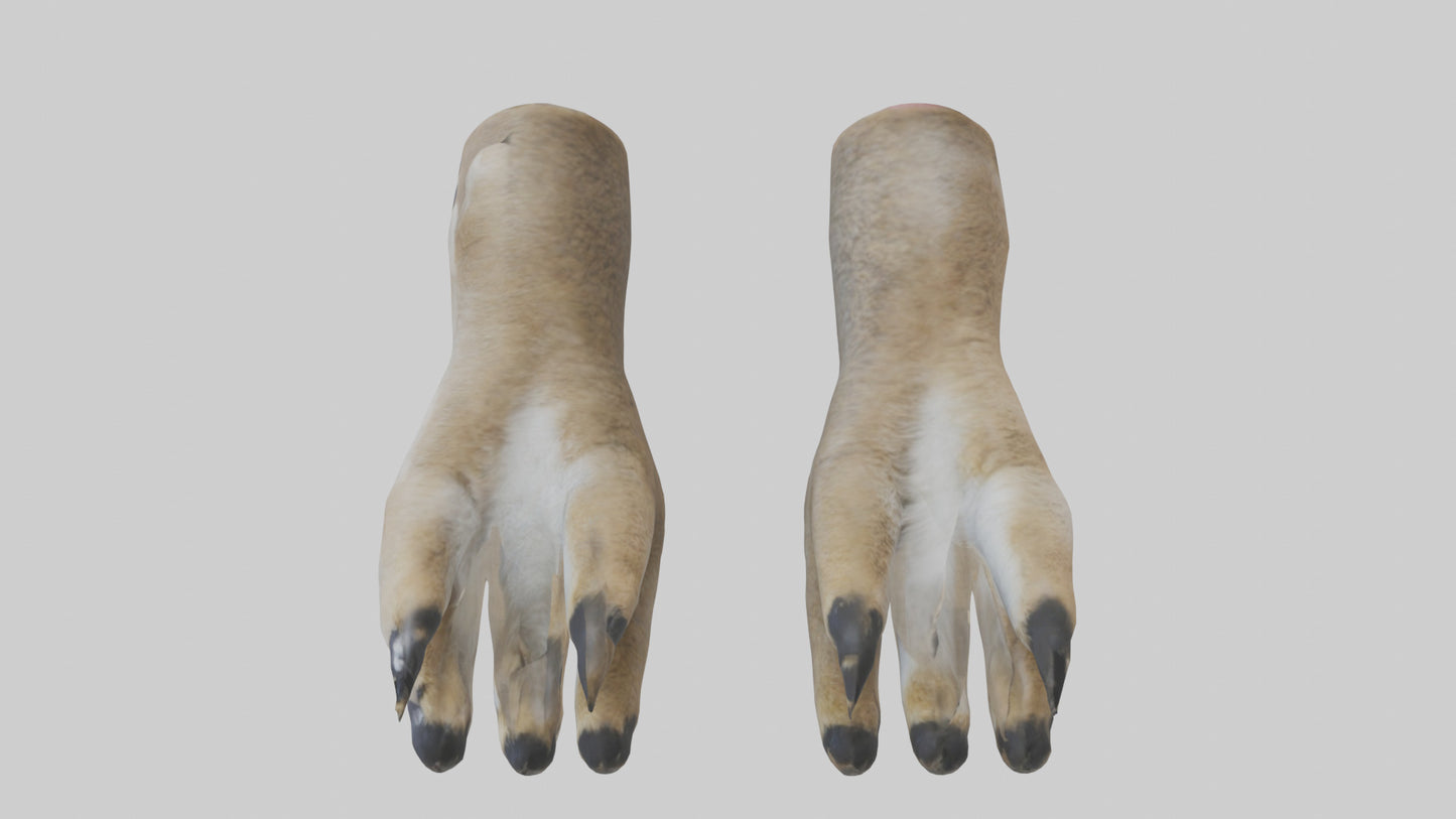 3D model Coyote Paws VR / AR / low-poly
