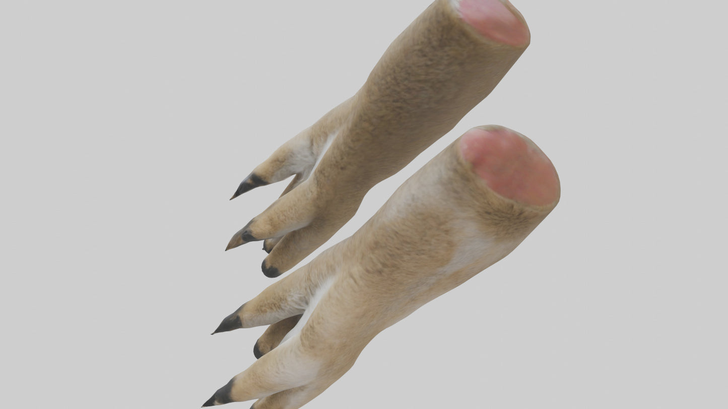 3D model Coyote Paws VR / AR / low-poly